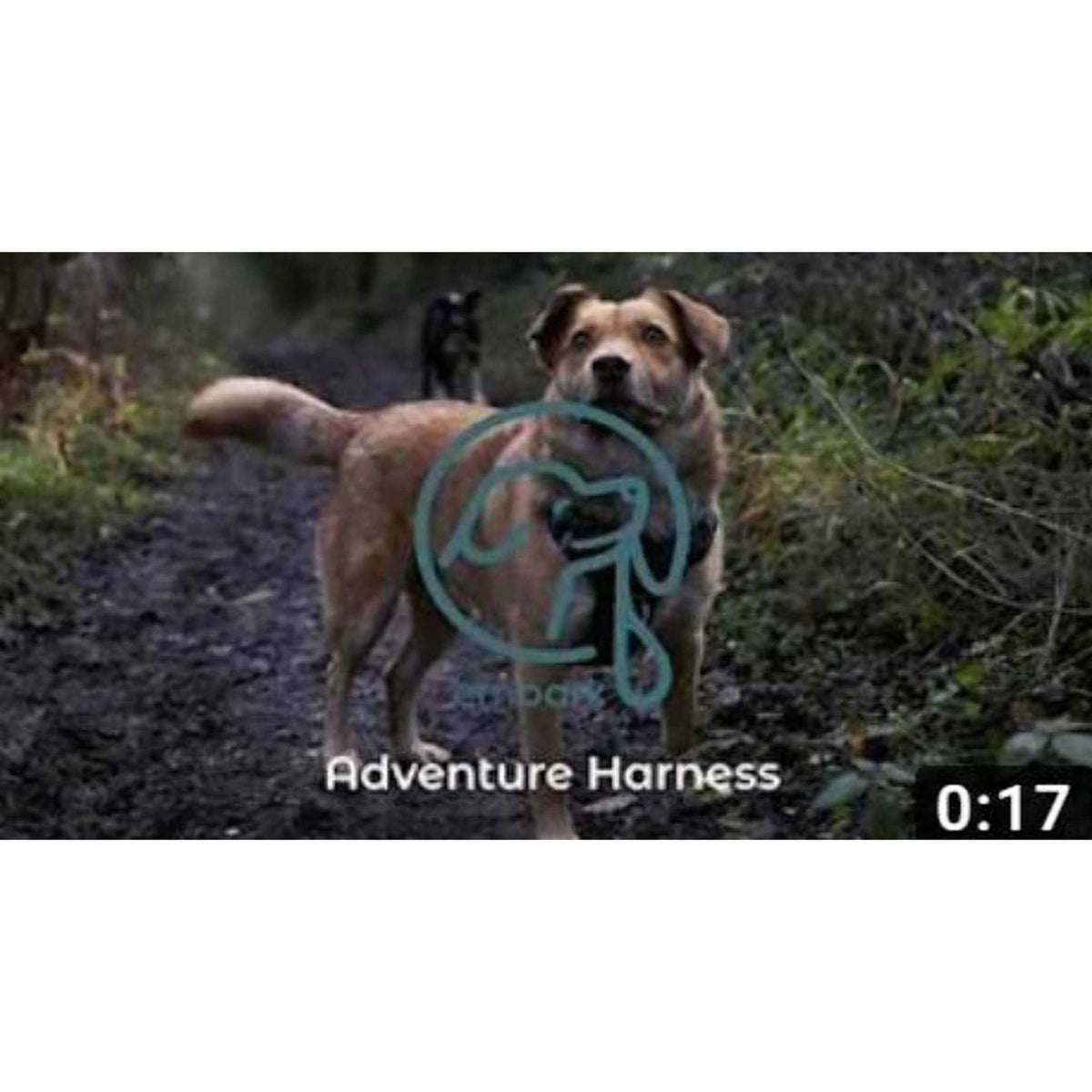 Dog Harness Leash Q746