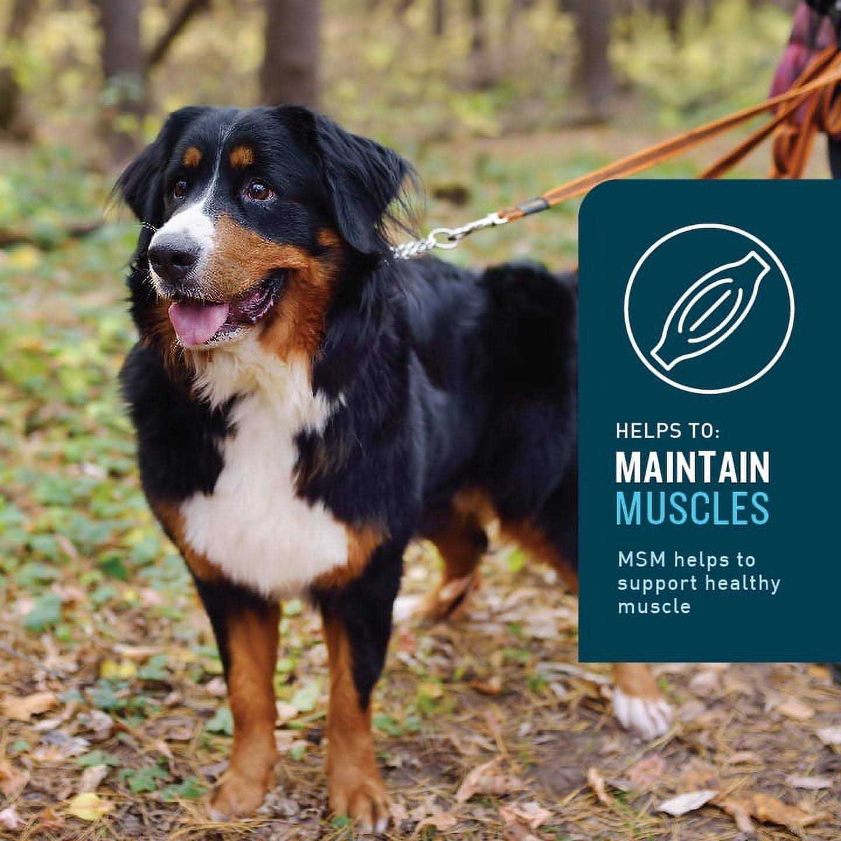 Hip and Joint Pet Supplies W420618