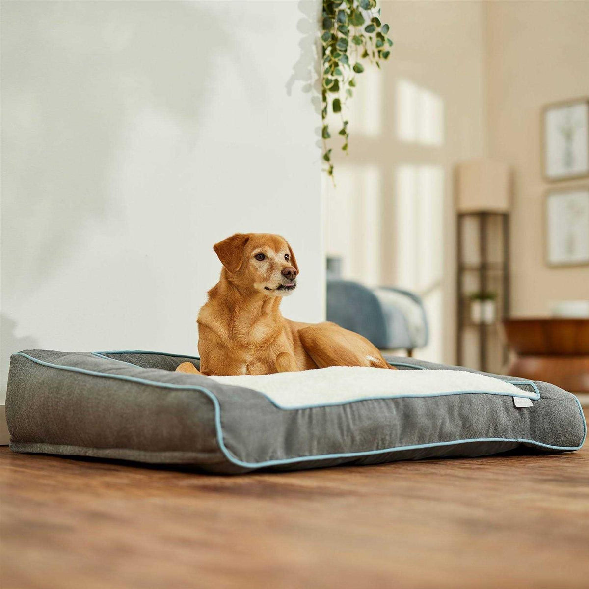 Orthopedic Bolster Dog Bed with Removable Cover K624