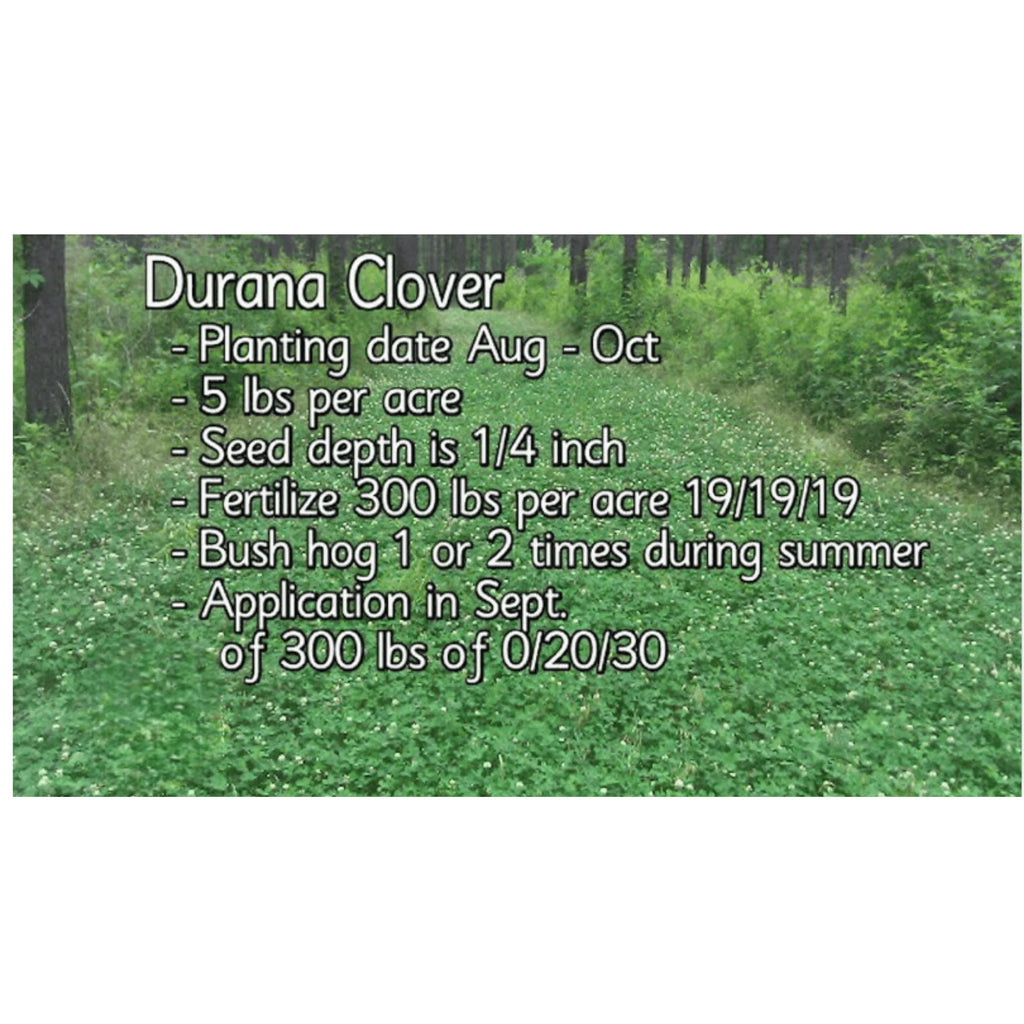 White Clover Grass Seed 25lb M1899