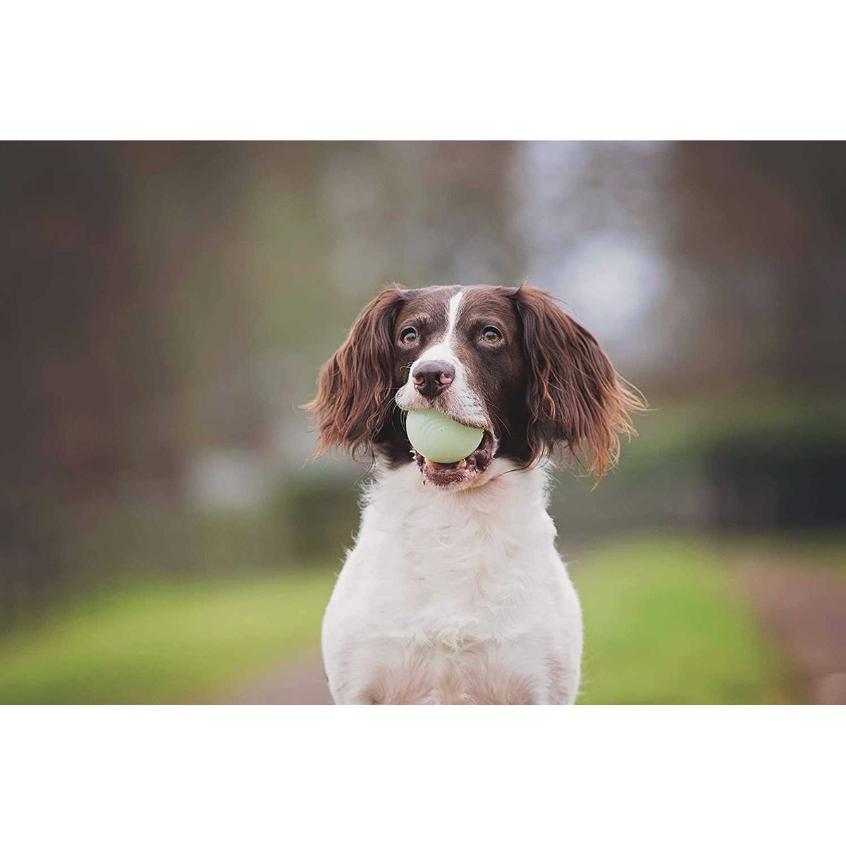 Fetch Medley Pet Supplies Q4559