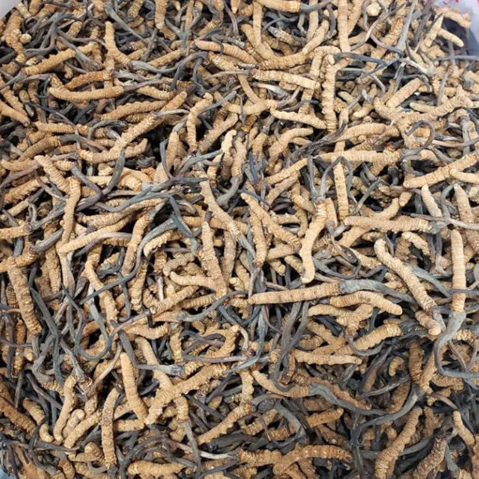 Dried Cordyceps sinensis 6 pcs 1g F405770