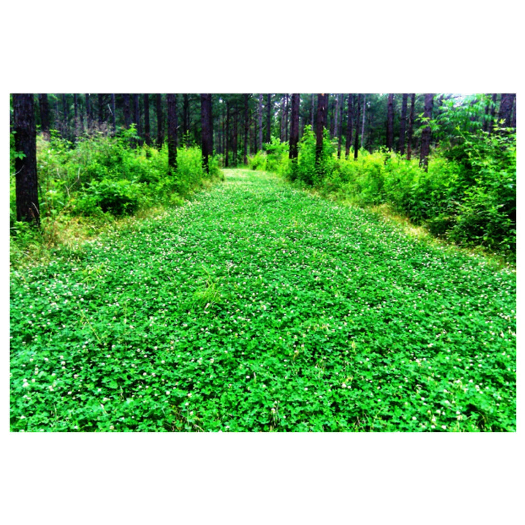 White Clover Grass Seed 25lb M1899