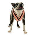 Dog Harness F6024