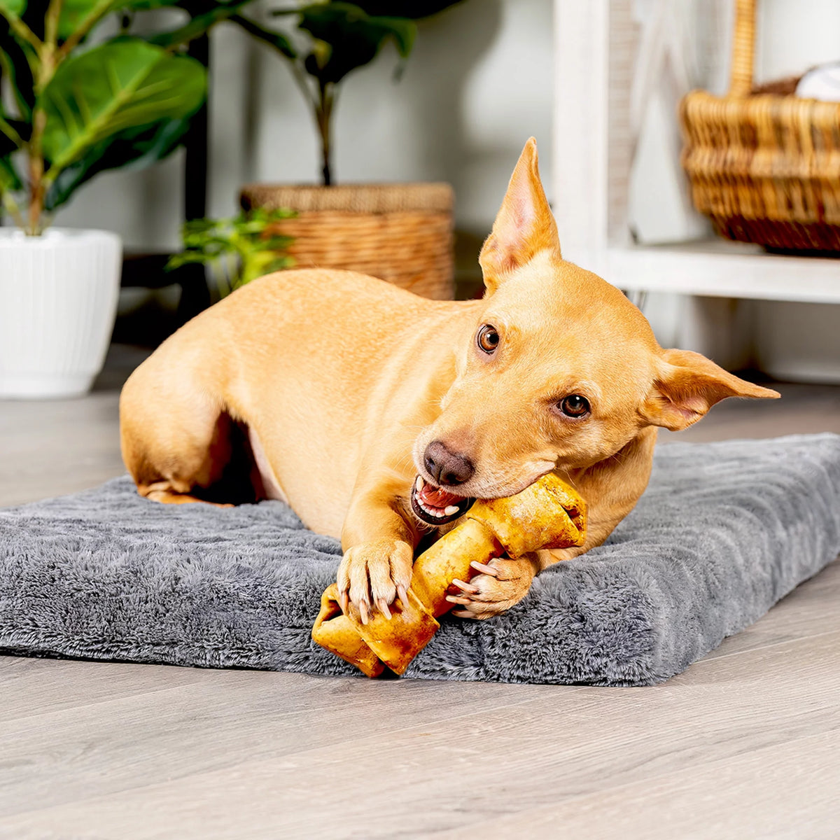 Beefhide Bones Chicken Flavored 6", 12 Count O985842