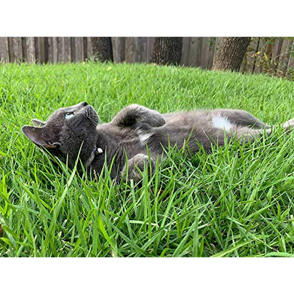 Senior Dry Cat Food Alaska Pollock X867
