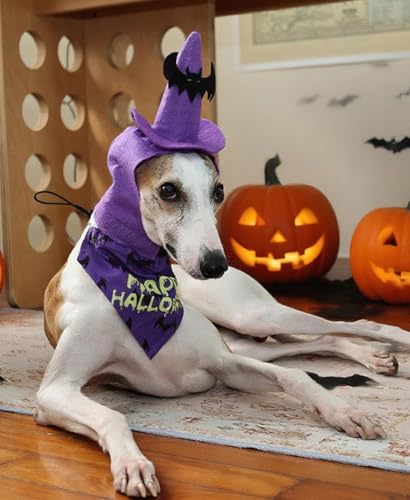 Dog Halloween Costumes 2Pcs Set Witch Hat and Bandana Black D495