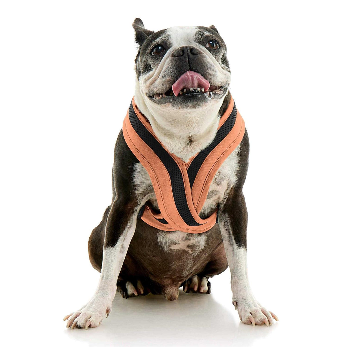 Dog Harness F6024