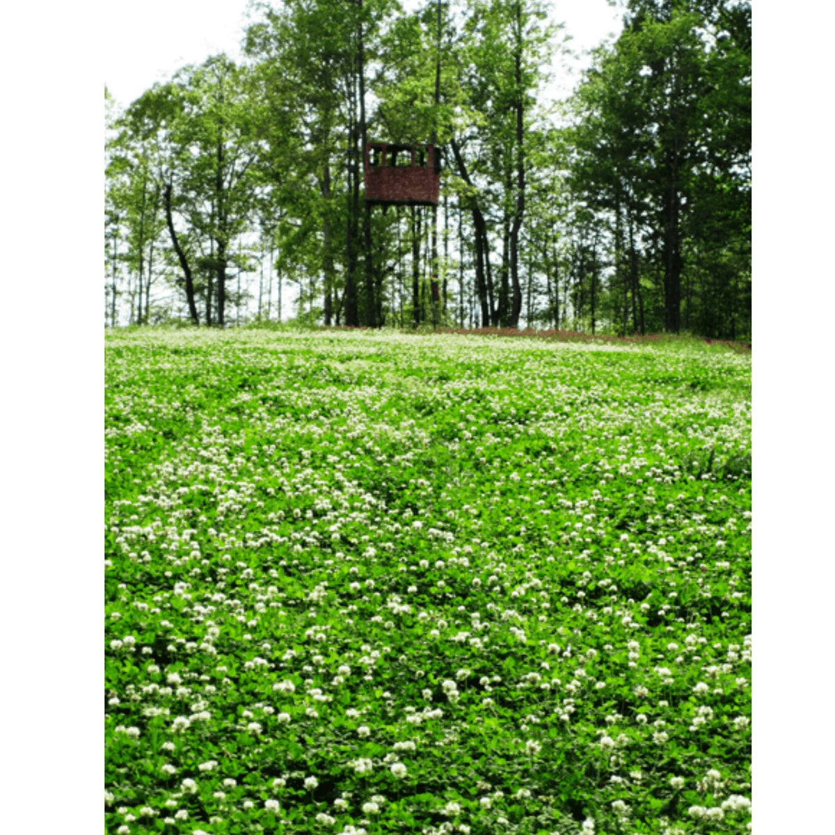 White Clover Grass Seed 25lb M1899