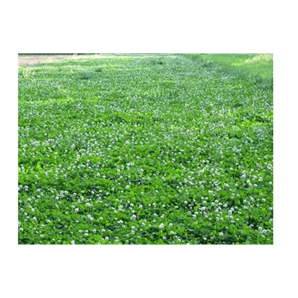 White Clover Grass Seed 25lb M1899