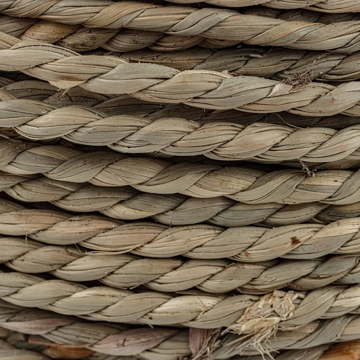 Seagrass Rope 1 Pound Coil T329277