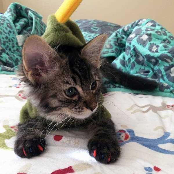 Soft Nail Caps for Cats H92645