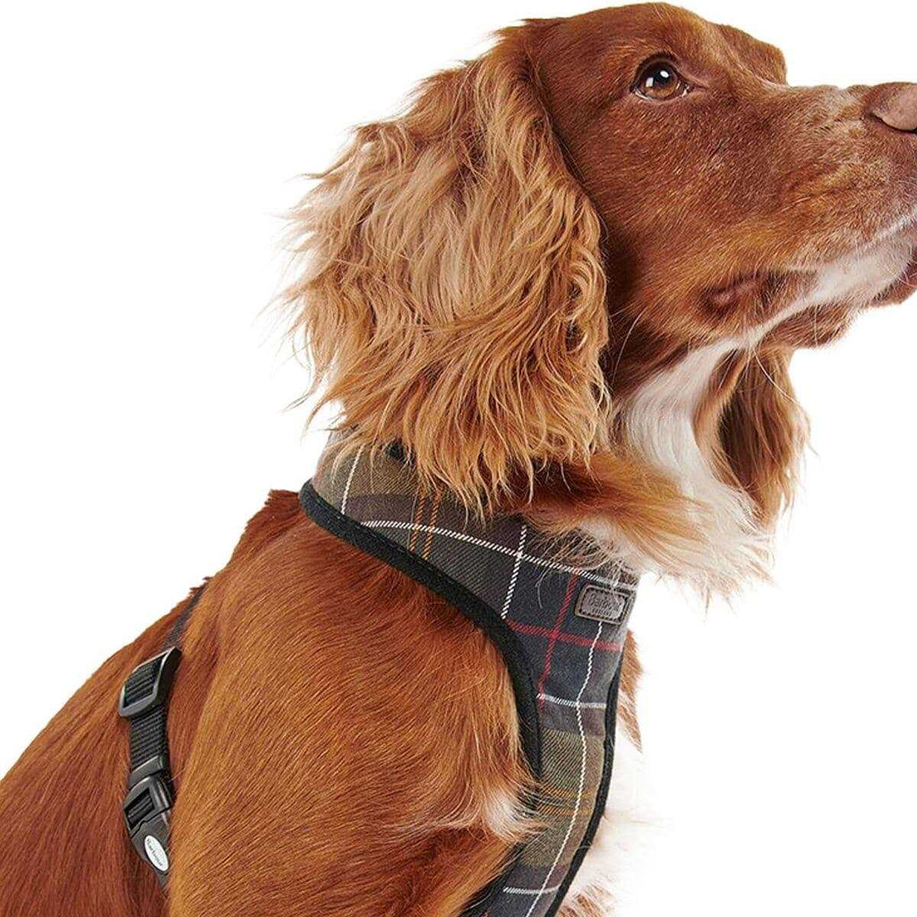 Tartan Dog Harness V85126